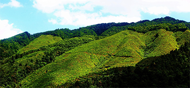 林業巡檢解決方案